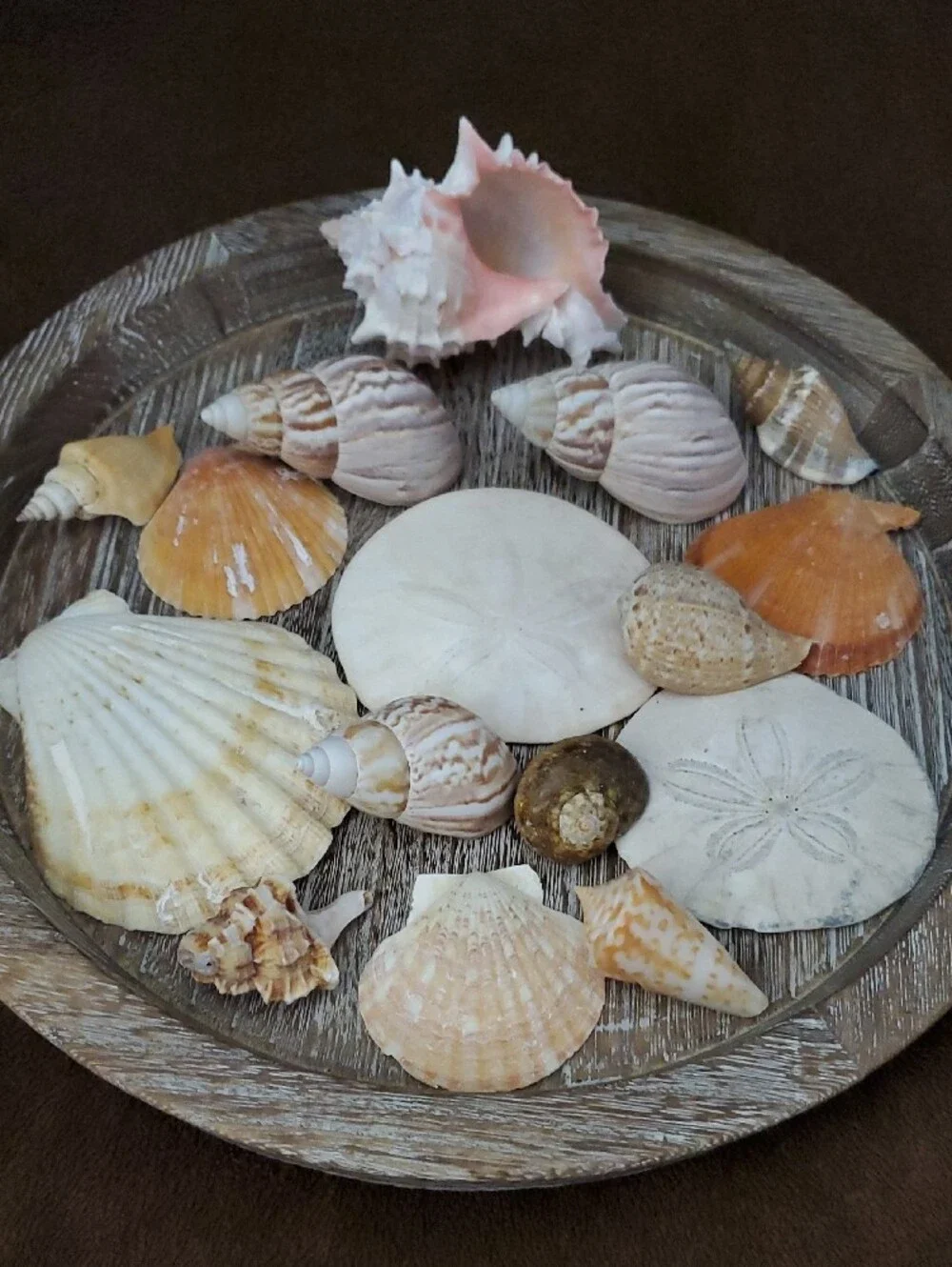 Natural Seashells Pink Murex Seashell Beach Coastal Decor Crafts Nautical